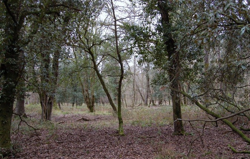 Giornata a San Rossore.